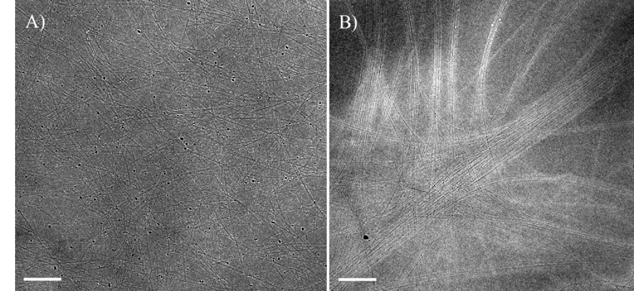 Figure 1: Cryo-TEM images of (A) short HiPco SWNTs at 250 ppm in isotropic solution (phase separation occurs at 1400 ppm). (B) long Meijo SWNTs at 100 ppm in bi-phasic solution (phase separation occurs at 100 ppm). Bars correspond to 100 nm.